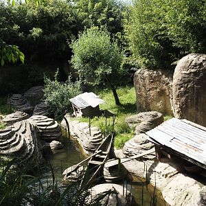 Jungola - Asian small-clawed otter exhibit, 2024-06-23