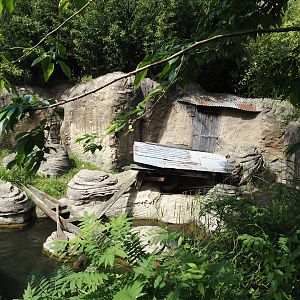 Jungola - Asian small-clawed otter exhibit, 2024-06-23