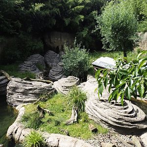 Jungola - Asian small-clawed otter exhibit, 2024-06-23