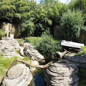 Jungola - Asian small-clawed otter exhibit, 2024-06-23