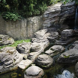 Jungola - Asian small-clawed otter exhibit, 2024-06-23