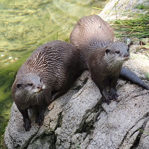 Jungola - Asian small-clawed otters (Aonyx cinerea), 2024-06-23