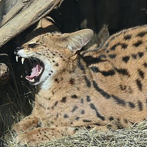 serval (Leptailurus serval)