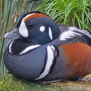 Harlequin duck