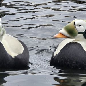 Speclated eider