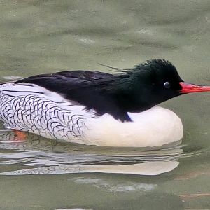 Scaly-sided merganser