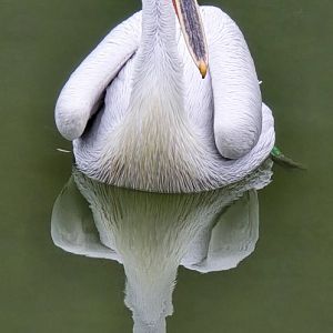 Dalmatian pelican