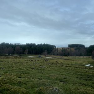 Red deer, European bison and Przewalski’s horse drive-through reserve 5.4.24