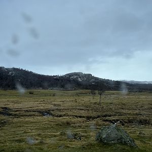 Red deer, European bison and Przewalski’s horse drive-through reserve 5.4.24