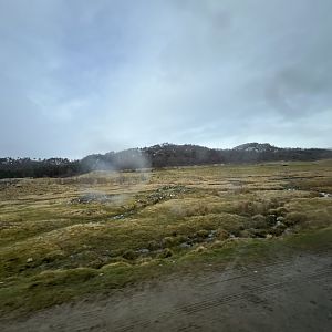 Red deer, European bison and Przewalski’s horse drive-through reserve 5.4.24