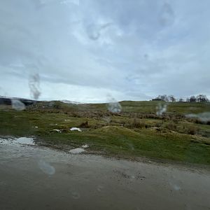 Red deer, European bison and Przewalski’s horse drive-through reserve 5.4.24