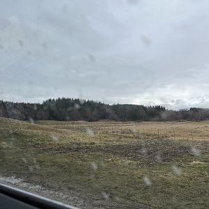 Eurasian elk drive-through reserve  5.4.24