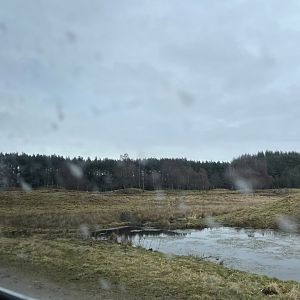 Eurasian elk drive-through reserve 5.4.24