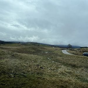 Eurasian elk drive-through reserve 5.4.24