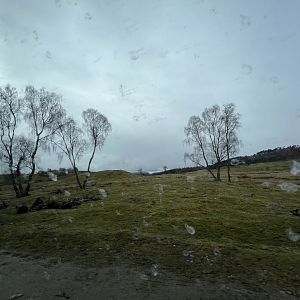 Red deer, European bison and Przewalski’s horse drive-through reserve 5.4.24