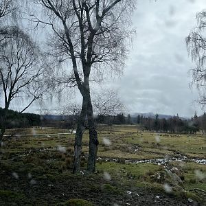 Red deer, European bison and Przewalski’s horse reserve 5.4.24