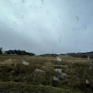 Red deer, European bison and Przewalski’s horse reserve 5.4.24