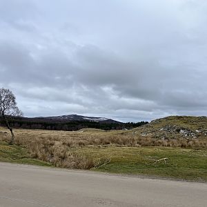 Red deer, European bison and Przewalski’s horse reserve 5.4.24