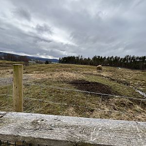 White-lipped deer enclosure 5.4.24