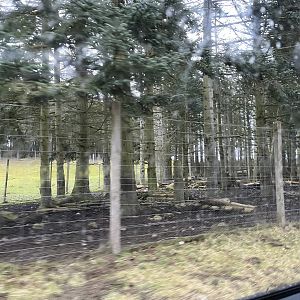 Mishmi takin enclosure (sorry for blur) 5.4.24