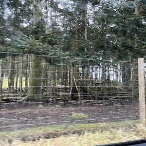 Mishmi takin enclosure (sorry for blur) 5.4.24