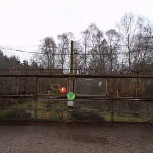 Great grey owl aviary 5.4.24