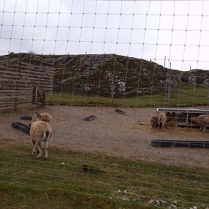 Markhor hardstanding area of enclosure 5.4.24