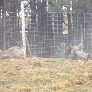 Eurasian elks 5.4.24