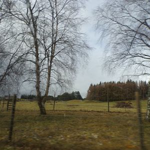 Bactrian camel and yak enclosure (sorry for blur) 5.4.24