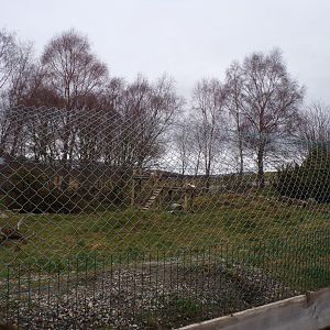 Arctic fox enclosure 5.4.24