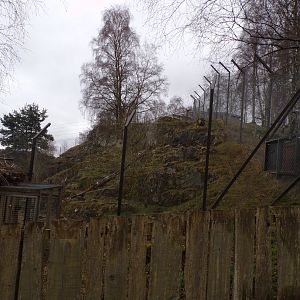 Snow leopard enclosure 5.4.24