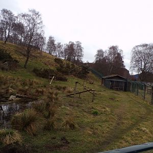 Wolverine enclosure 5.4.24