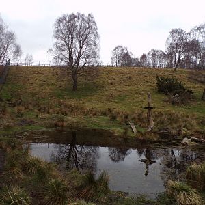 Wolverine enclosure 5.4.24