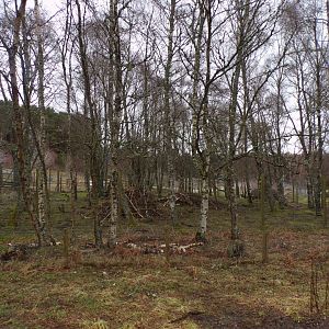 Former markhor enclosure 5.4.24