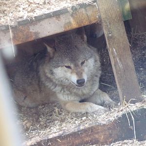 Grey wolf snarling 5.4.24