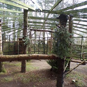 Eagle owl aviary 5.4.24