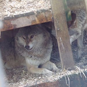 Grey wolf snarling 5.4.24