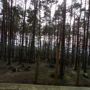 Grey wolf enclosure 5.4.24