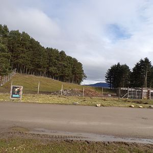 Mishmi takin enclosure 5.4.24