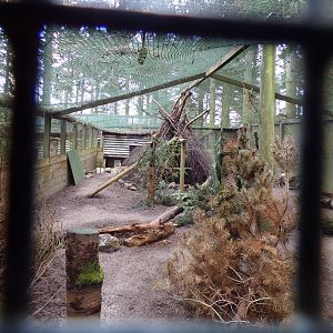 Himalayan monal aviary 5.4.24