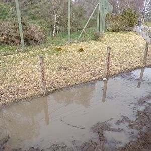 Huge puddle on the path alongside lynx enclosure 5.4.24