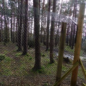 Eurasian wolf enclosure 5.4.24