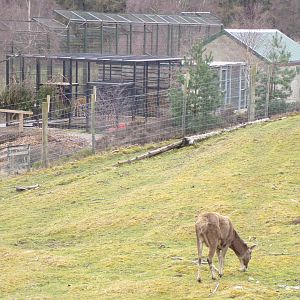 White-lipped deer and Amur tiger in the same picture 5.4.24