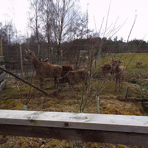 White-lipped deer waiting for food 5.4.24