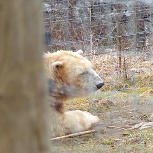 Polar bear “Victoria” 5.4.24