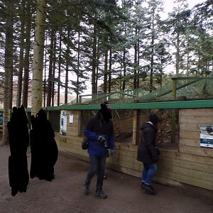 Himalayan monal aviary 5.4.24