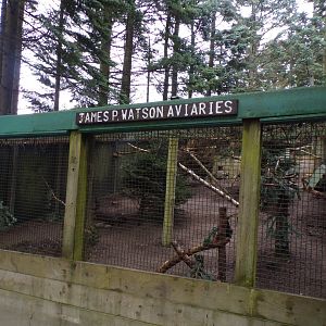 Himalayan monal aviary 5.4.24