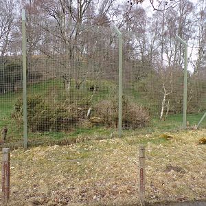 Northern lynx enclosure 5.4.24