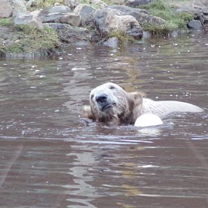 Polar bear “Brodie” in the pool 5.4.24