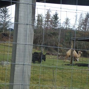 Bactrian camel and yak 5.4.24